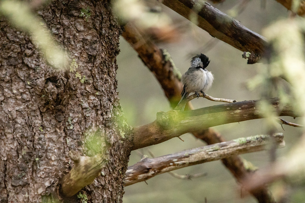 Black-capped chickadee